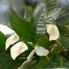 Interior Plant - Spathiphyllum + White Cachepot