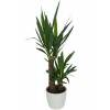 Interior Plant - Yucca 2 Trunks + White Cachepot