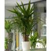 Interior Plant - Yucca 2 Trunks + White Cachepot