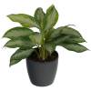Chinese Evergreen Silver Bay + Cachepot Anthracite
