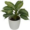 Chinese Evergreen Silver Bay + White Cachepot