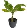 Brighamia Hawaian Palm + Anthracite Cachepot