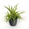 Spider plant + Anthracite Cachepot