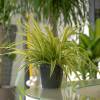 Spider plant + Anthracite Cachepot