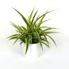 Spider plant  + White Cachepot