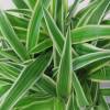 Spider plant  + White Cachepot