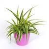 Spider plant + Pink Cachepot