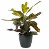 Croton Excellente + Anthracite Cachepot