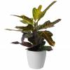 Croton Excellente + White Cachepot