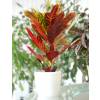 Croton Excellente + White Cachepot