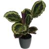 Calathea 'Shinestar' + Anthracite Cachepot