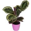 Calathea 'Shinestar' + Pink Cachepot