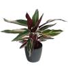 Calathea 'Triostar' + Anthracite Cachepot