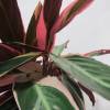 Calathea 'Triostar' + Anthracite Cachepot