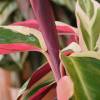 Calathea 'Triostar' + White Cachepot