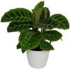 Calathea 'Zebrina' + White Cachepot