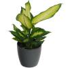 Dieffenbachia 'Camilla' + Anthracite Cachepot