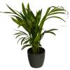 Areca + Anthracite Cachepot