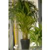 Areca + Anthracite Cachepot