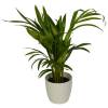 Areca + White Cachepot