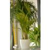 Areca + White Cachepot