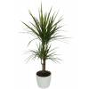 Interior Plant - Dracaena + White Cachepot