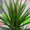 Interior Plant - Dracaena + White Cachepot