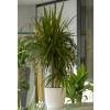 Interior Plant - Dracaena + White Cachepot