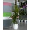 Interior Plant - Dracaena + White Cachepot