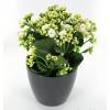 Kalanchoe white + Anthracite Cachepot