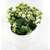 Kalanchoe white + White Cachepot