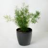 Asparagus Fern Sprengeri + Anthracite Cachepot