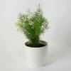 Asparagus Fern Sprengeri + White Cachepot