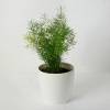 Asparagus Fern Sprengeri + White Cachepot