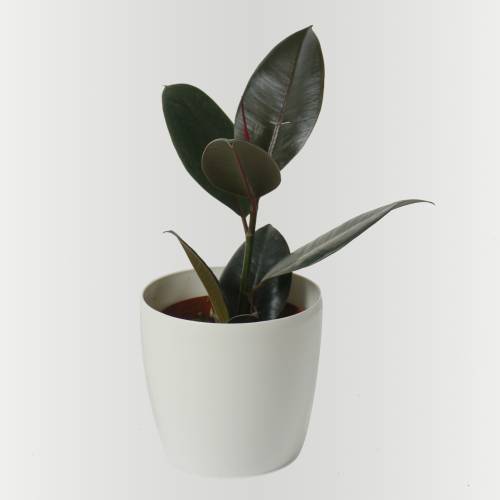 Rubber Plant + White Cachepot buy Rubber Plant + White Cachepot