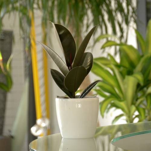 Rubber Plant + White Cachepot buy Rubber Plant + White Cachepot