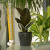 Rubber Plant + Anthracite Cachepot