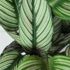 Calathea 'White Star' + Anthracite Cachepot