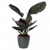 Calathea 'Ornata' + Anthracite Cachepot