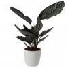 Calathea 'Ornata' + White Cachepot