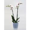 Orchid White + Cachepot Transparent