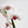 Orchid White + Cachepot Transparent