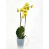 Orchid Yellow + Cachepot Transparent