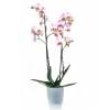 Orchid Pink + Cachepot Transparent