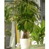 Pachira Plant + White Cachepot