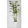 Dendrobium White + White Cachepot