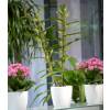 Dendrobium White + White Cachepot