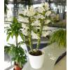 Dendrobium White + White Cachepot