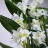 Dendrobium White + Anthracite Cachepot