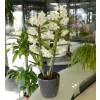 Dendrobium White + Anthracite Cachepot